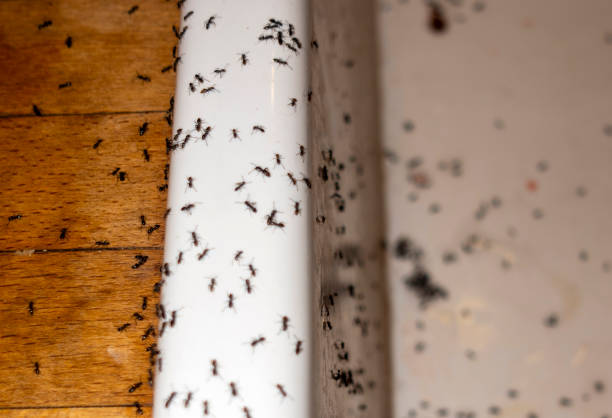 Best Best Pest Control Companies  in Seven Hills, OH